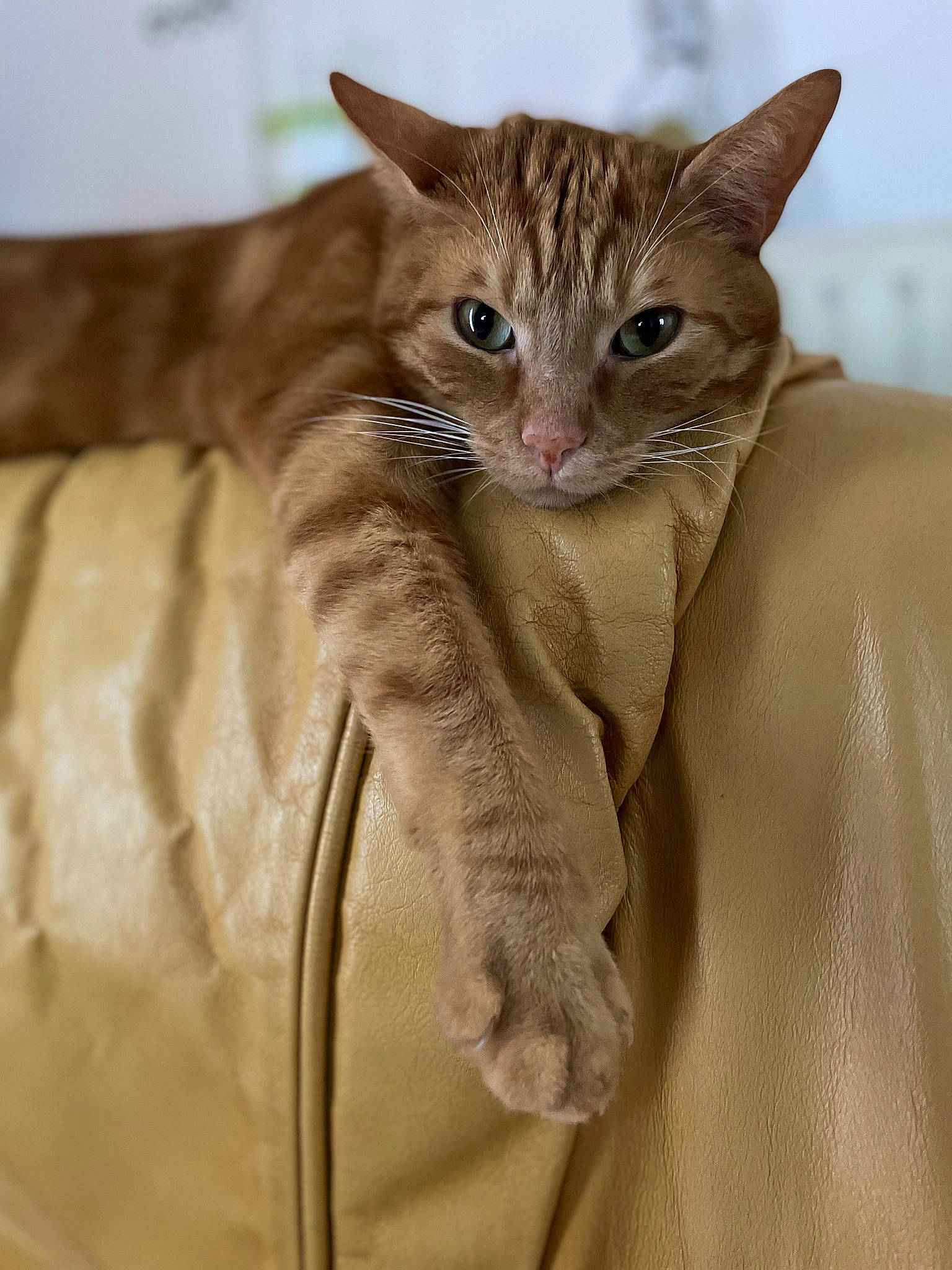 Potter participe au concours pour gagner de l'argent avec cette photo : carnivore, cat, claw, comfort, domestic_short_haired_cat, eye, fawn, felidae, fur, gesture, paw, sleeve, small_to_medium_sized_cats, snout, tail, terrestrial_animal, whiskers, wildlife