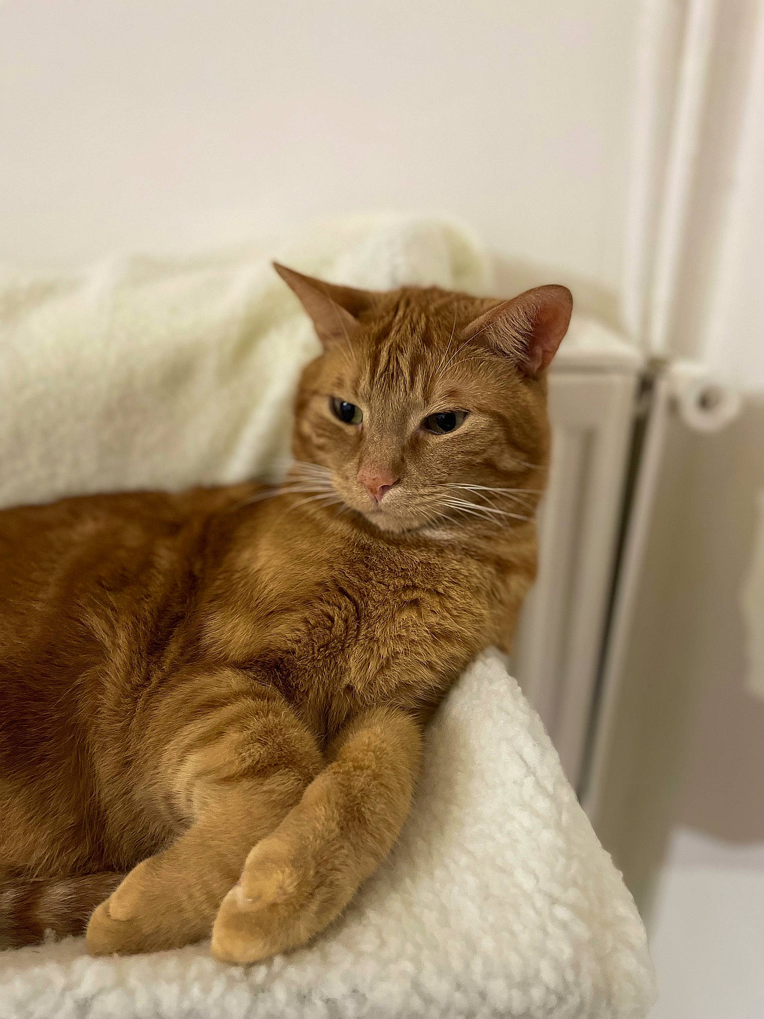 Potter participe au concours pour gagner de l'argent avec cette photo : carnivore, cat, cat_supply, claw, comfort, domestic_short_haired_cat, ear, fawn, felidae, fur, linens, paw, sitting, small_to_medium_sized_cats, snout, tail, terrestrial_animal, whiskers, window, wood