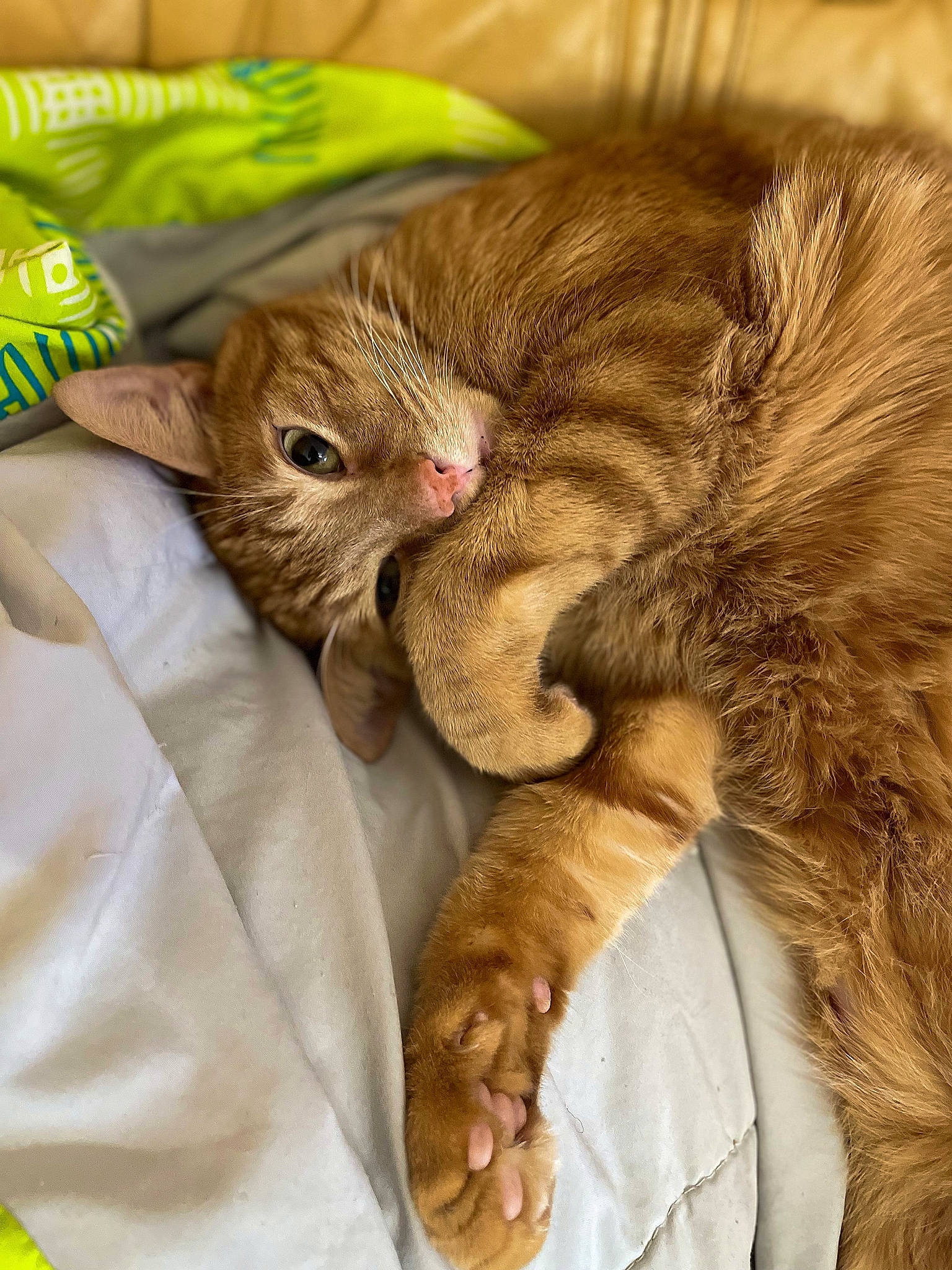 Potter participe au concours pour gagner de l'argent avec cette photo : carnivore, cat, claw, comfort, domestic_short_haired_cat, ear, fawn, felidae, fur, gesture, liver, nap, paw, small_to_medium_sized_cats, snout, tail, terrestrial_animal, whiskers, wildlife, wrinkle