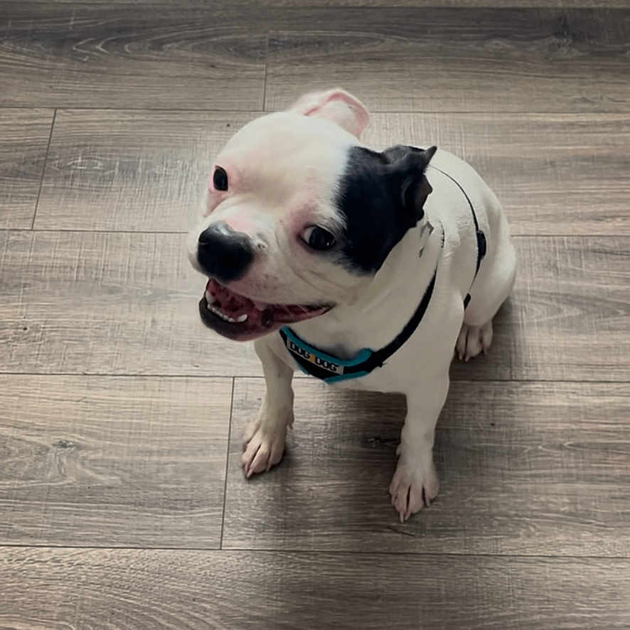 Max joined the competition — help win amazing prizes! animal, bostonbull, boxer, bulldog, canine, dog, frenchbulldog, hardwood, hound, indoors, interiordesign, pet, pitbull, plywood, pointer, pug, puppy, sphere, terrier, wood