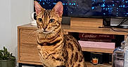 Bella participe au concours pour gagner de l'argent avec cette photo : cat, bengal_cat, pet, animal, sitting, portrait, alert, whiskers, ears, striped_fur, spotted_fur, indoor, living_room, television, furniture, cabinet, glass_table, flowers, rose, home_decor
