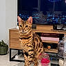cat, bengal_cat, pet, animal, sitting, portrait, alert, whiskers, ears, striped_fur, spotted_fur, indoor, living_room, television, furniture, cabinet, glass_table, flowers, rose, home_decor