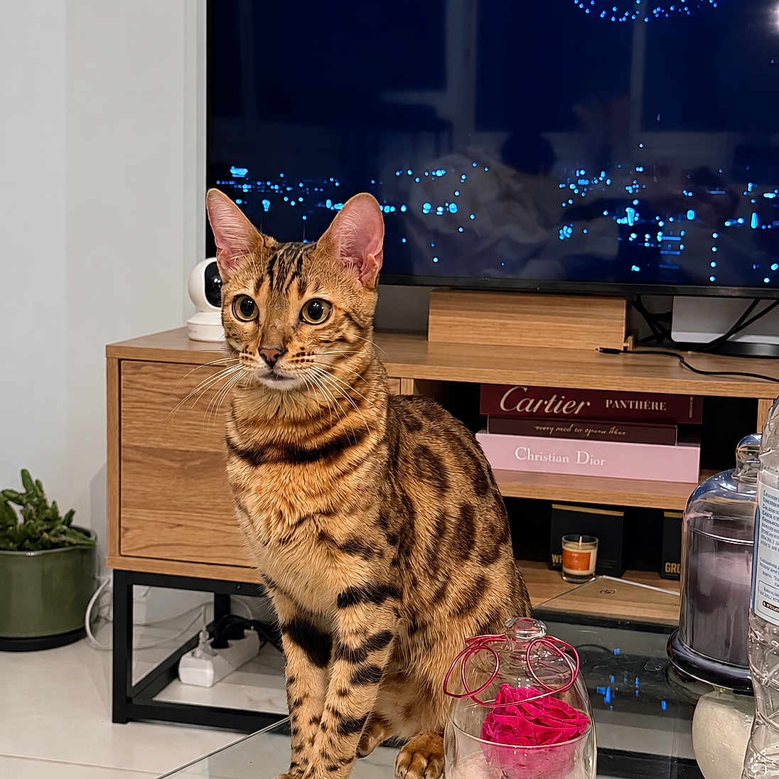 Bella