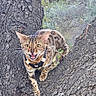 Bella participe au concours pour gagner de l'argent avec cette photo : cat, bengal_cat, feline, pet, animal, tree, tree_trunk, bark, outdoor, nature, woodland, climbing, harness, spotted_fur, striped_fur, open_mouth, yellow_eyes, whiskers, portrait, adventure