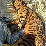 cat, tabby_cat, sleeping, curled_up, feline, fur, striped_fur, whiskers, ears, closed_eyes, animal, pet, blanket, fluffy_blanket, bed, indoors, sunlight, cozy, relaxed, portrait