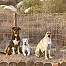 Talo is registered to the contest to win money with this photo: alert, animal, black, brown, calm, dirt, dog, fence, grass, nature, outdoor, pet, quiet, rock, rural, sitting, sunlight, three, watchful, white