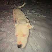Talo is registered to the contest to win money with this photo: animal, blurry, canine, cold, darkness, dog, fur, ground, mammal, nature, night, nighttime, outdoor, paw, pet, snout, snow, tail, walking, winter