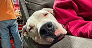 Talo is registered to the contest to win money with this photo: armrest, casual, closeup, couch, dog, home, human, indoor, jeans, leather_couch, orange_shirt, person, pink_spot, red_sweatshirt, relaxed, resting, sleepy, tools, white_dog, workbench