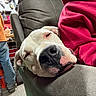 armrest, casual, closeup, couch, dog, home, human, indoor, jeans, leather_couch, orange_shirt, person, pink_spot, red_sweatshirt, relaxed, resting, sleepy, tools, white_dog, workbench
