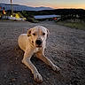 Talo joined the competition — help win amazing prizes! animal, building, calm, dog, dusk, evening, fence, flag, gravel_path, landscape, mountains, nature, outdoor, pet, quiet, relaxing, rural, sky, sunset, white_dog