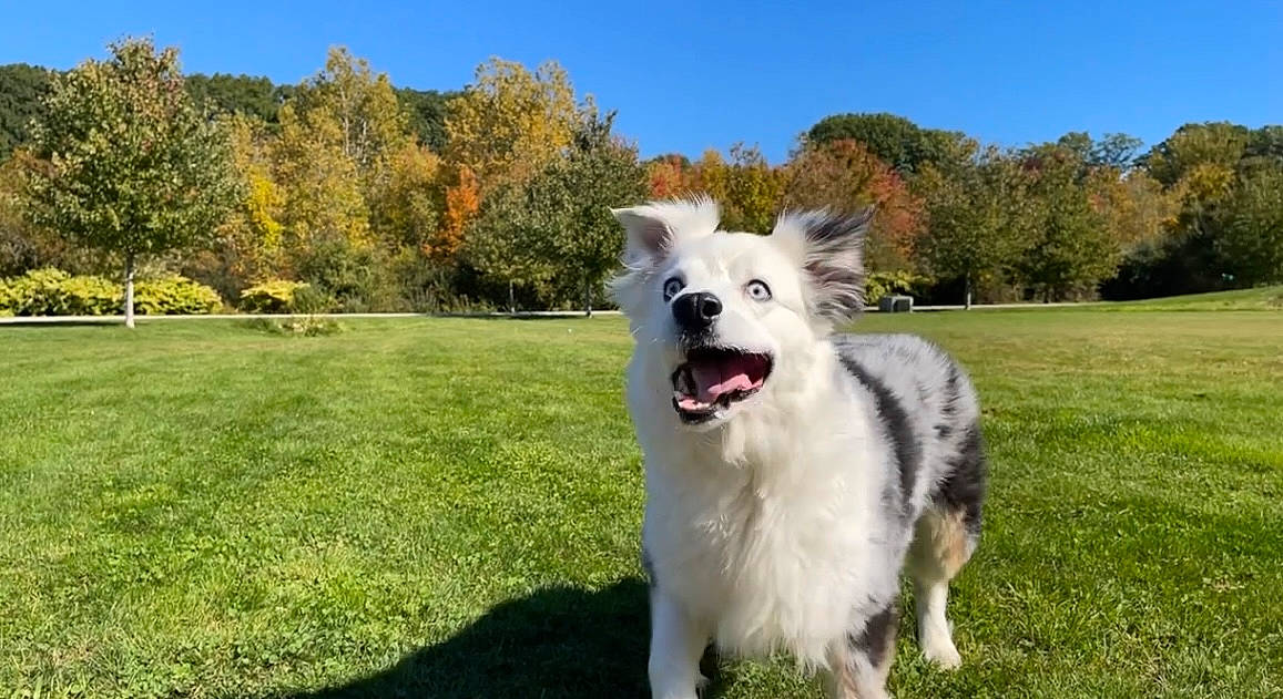 Cyrus joined the competition — help win amazing prizes! border_collie, canidae, carnivore, companion_dog, dog, dog_breed, dog_supply, fang, giant_dog_breed, grass, grassland, herding_dog, indian_spitz, plant, samoyed, sky, sporting_group, tree, working_animal, working_dog