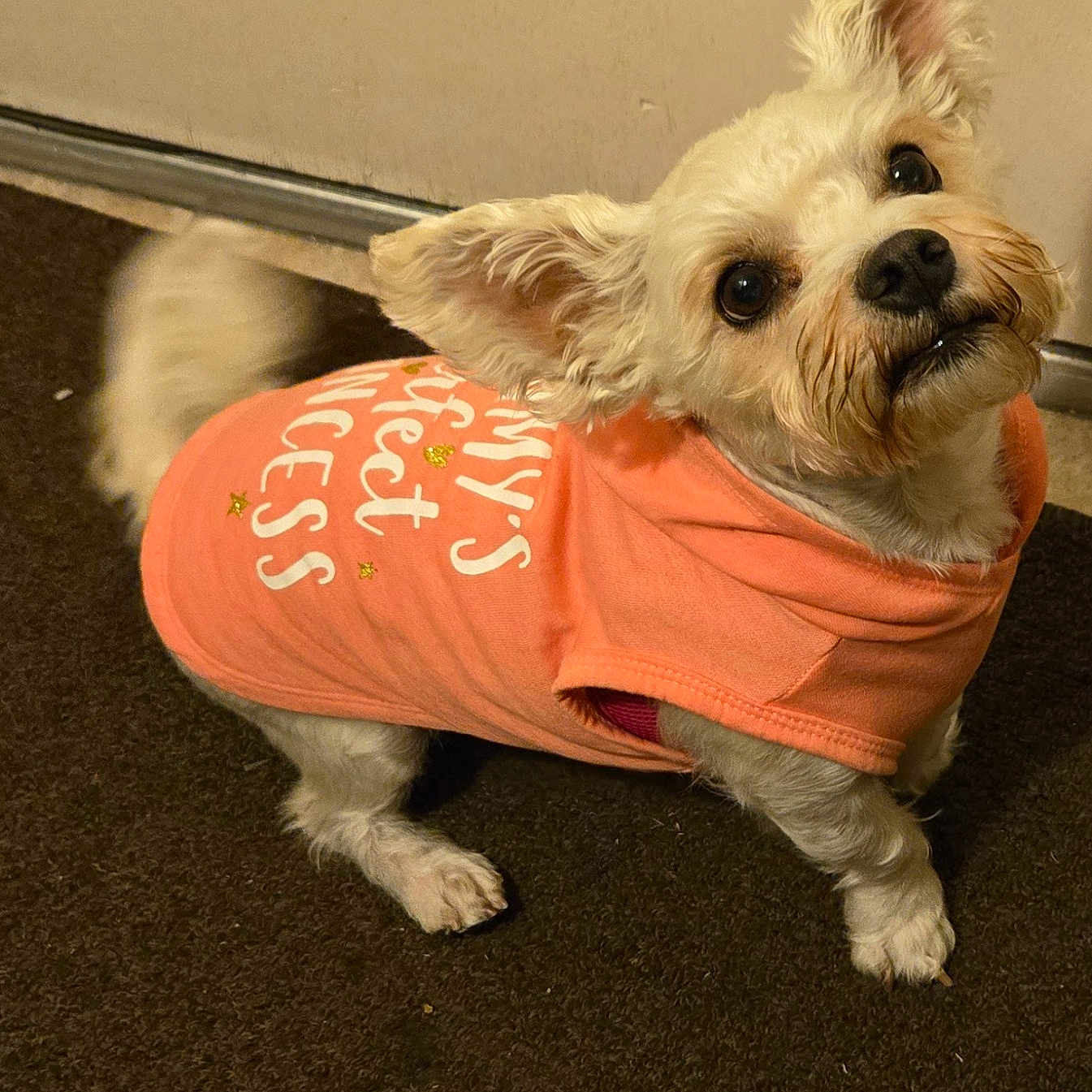 Lexxi joined the competition — help win amazing prizes! animal, brown_nose, canine, carpet, clothing, companion, curious, cute, dog, domestic, ears, furry, indoor, looking_up, mammal, pet, shirt, small_dog, standing, tail