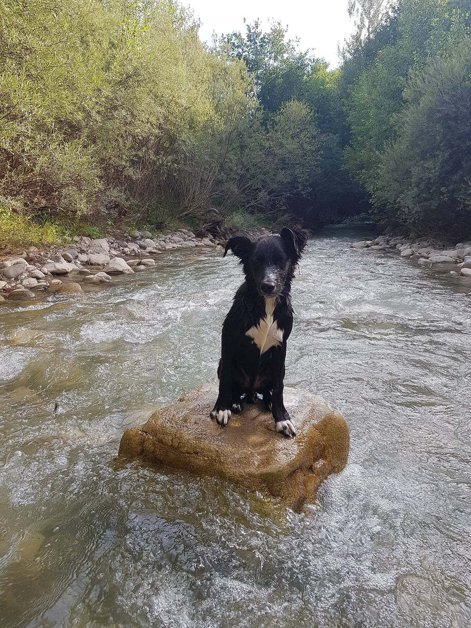 Black participe au concours pour gagner de l'argent avec cette photo : arroyo, carnivore, creek, dog, dog_breed, fawn, fluvial_landforms_of_streams, ford, lake, landscape, natural_landscape, plant, riparian_zone, rock, sky, stream, tail, tree, water, working_animal