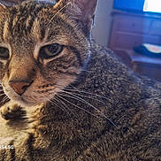 Tigger is registered to the contest to win money with this photo: animal, blurred_background, cat, close_up, closeup, cozy, curious, domestic, face, fur, furniture, indoor, mammal, pensive, pet, portrait, resting, tabby_cat, whiskers, window