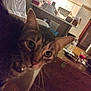 Tiger is registered to the contest to win money with this photo: cat, tabby_cat, indoor, close_up, curious, eyes, household, kitchen, counter, water_bottle, furniture, wood_floor, clutter, domestic_animal, pet, whiskers, ear, table, dim_lighting, blurred_background