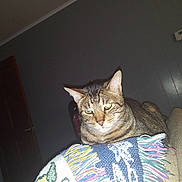 Tiger joined the competition — help win amazing prizes! cat, tabby_cat, indoor, couch, blanket, woven_blanket, pet, animal, feline, fur, ears, whiskers, face, wall, door, furniture, home_interior, relaxed, resting, sitting