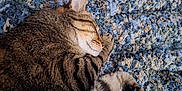 Tiger joined the competition — help win amazing prizes! cat, tabby, sleeping, napping, pet, feline, fur, striped, paw, relaxed, indoor, cozy, resting, animal, mammal, cute, cute_pet, bedroom, textured_rug, comfort