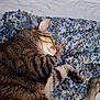 cat, tabby, sleeping, napping, pet, feline, fur, striped, paw, relaxed, indoor, cozy, resting, animal, mammal, cute, cute_pet, bedroom, textured_rug, comfort