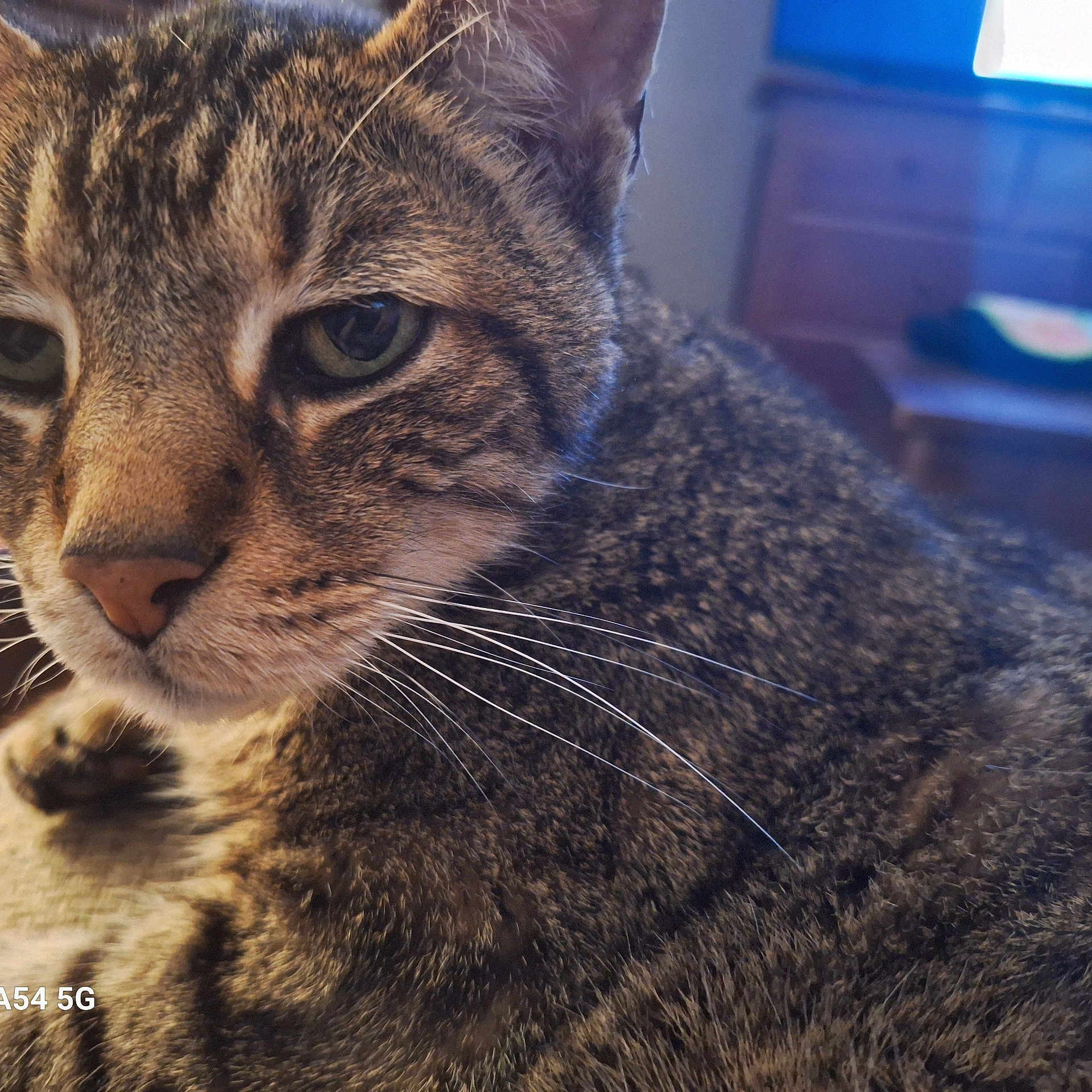 Tiger is registered to the contest to win money with this photo: animal, blurred_background, cat, close_up, cute, domestic_cat, face, feline, fur, green_eyes, indoor, mammal, pet, portrait, relaxing, tabby, whiskers, window, wooden_furniture