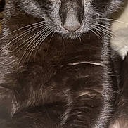 Izis a rejoint le concours — aidez-le/la à gagner de superbes lots ! animal, black_cat, black_fur, cat, close_shot, close_up, cute, domestic_animal, eye_contact, feline, fur, indoor, intense_gaze, looking, mammal, pet, portrait, soft_light, whiskers, yellow_eyes