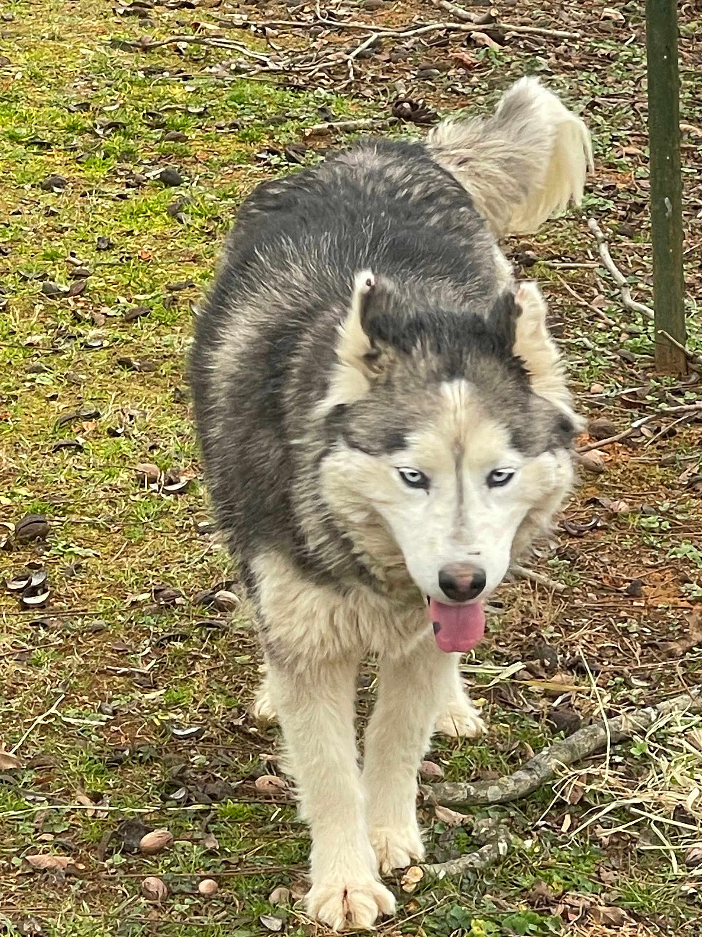 Summer joined the competition — help win amazing prizes! dog, siberian_husky, blue_eyes, fur, tongue_out, outdoor, grass, twigs, leaves, nature, pet, animal, walking, canine, mammal, daylight, portrait, cute, friendly, playful