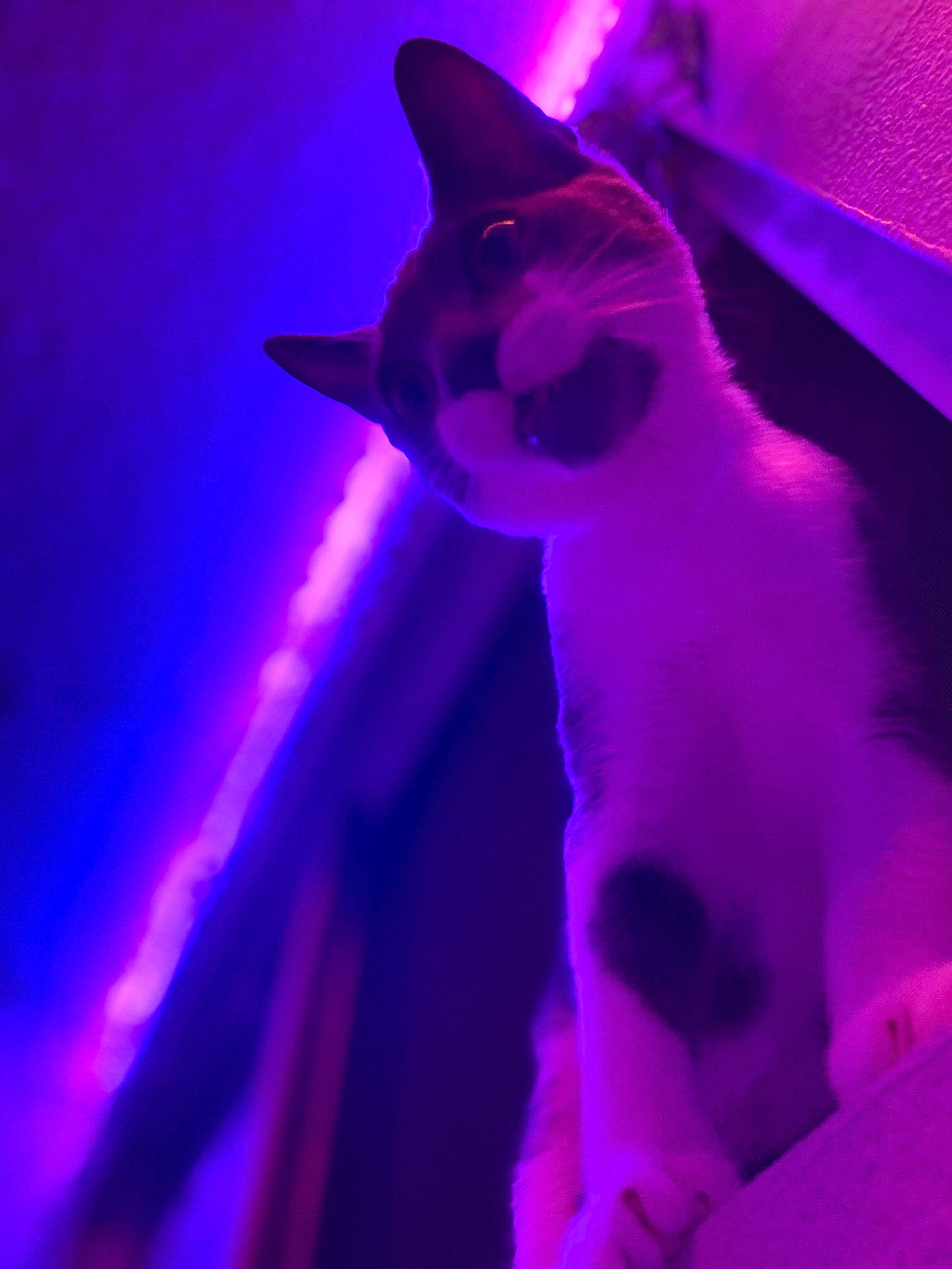 Gravy is registered to the contest to win money with this photo: art, carmine, carnivore, cat, darkness, electric_blue, entertainment, event, felidae, fictional_character, magenta, mythical_creature, paper, pink, purple, small_to_medium_sized_cats, tail, violet, whiskers, wing