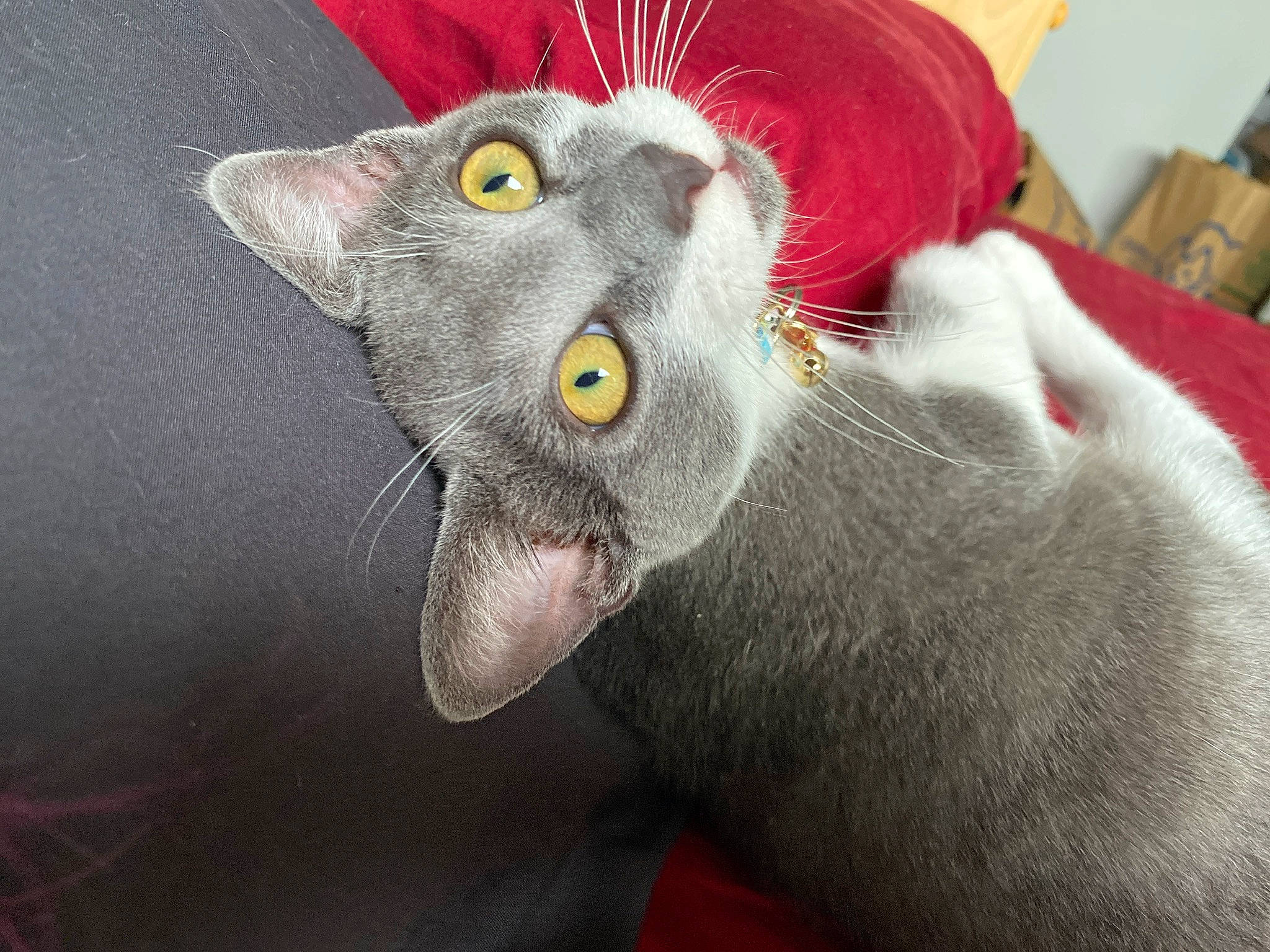 Gravy joined the competition — help win amazing prizes! carnivore, cat, comfort, domestic_short_haired_cat, ear, fang, felidae, fur, grey, havana_brown, paw, small_to_medium_sized_cats, snout, whiskers