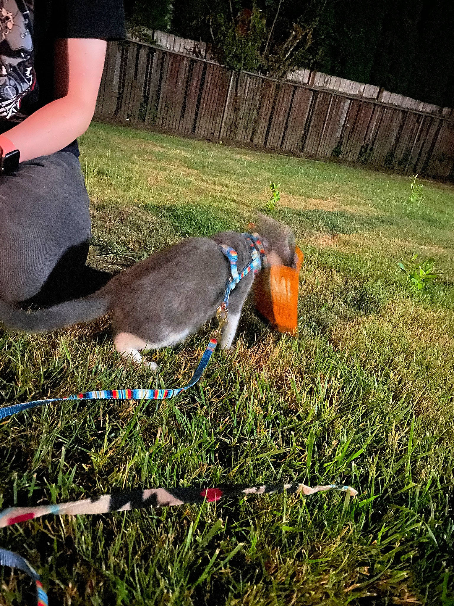 Gravy joined the competition — help win amazing prizes! _geese_and_swans, beak, duck, ducks, eyewear, fawn, fence, grass, grass_family, grassland, happy, human_leg, knee, lawn, leisure, meadow, people_in_nature, personal_protective_equipment, plant, sunlight