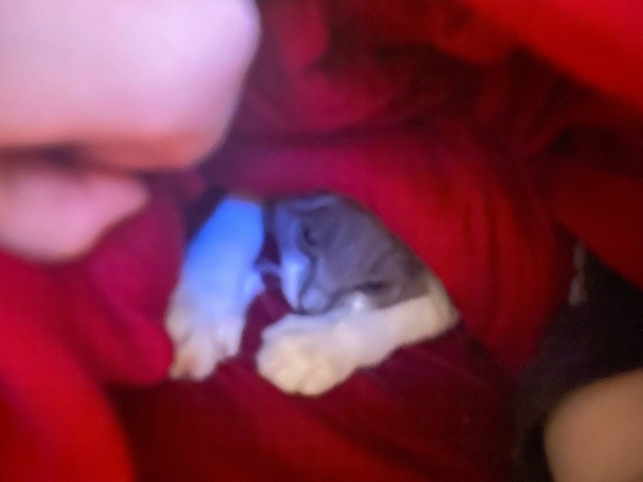 Gravy joined the competition — help win amazing prizes! canidae, carnivore, cat, comfort, companion_dog, dog_breed, electric_blue, fawn, felidae, fun, fur, gesture, human_leg, magenta, nail, petal, small_to_medium_sized_cats, snout, thumb, whiskers