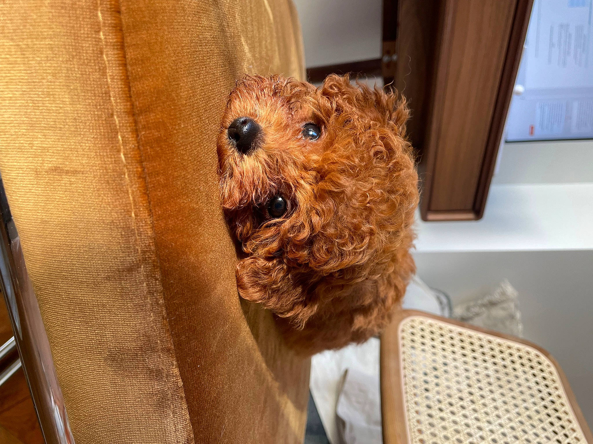 Teddy a rejoint le concours — aidez-le/la à gagner de superbes lots ! canidae, carnivore, chair, companion_dog, dog, dog_breed, fawn, fur, liver, picture_frame, small_terrier, snout, sporting_group, terrestrial_animal, terrier, toy, toy_dog, whiskers, wood, working_animal