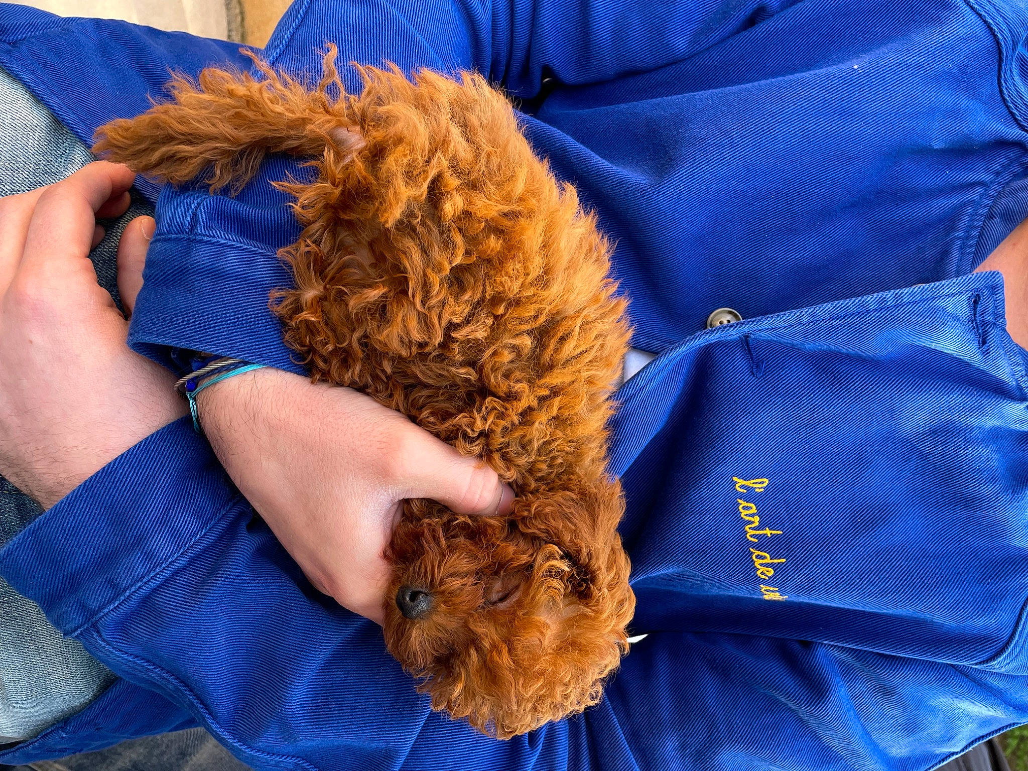 Teddy participe au concours pour gagner de l'argent avec cette photo : blue, canidae, carnivore, comfort, companion_dog, dog_breed, electric_blue, fawn, felidae, fur, gesture, human_leg, small_to_medium_sized_cats, sporting_group, stuffed_toy, tail, teddy_bear, toy, toy_dog, whiskers