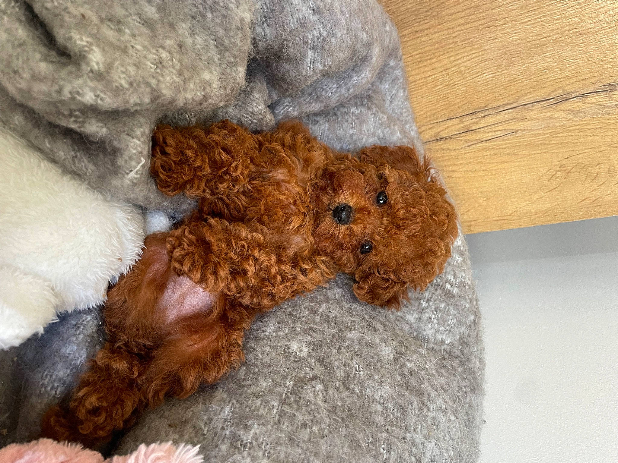 Teddy participe au concours pour gagner de l'argent avec cette photo : canidae, carnivore, companion_dog, dog, dog_breed, fawn, fur, liver, poodle, sporting_group, tail, terrestrial_animal, terrier, toy, toy_dog, water_dog, welsh_terrier, wood, working_animal, working_terrier
