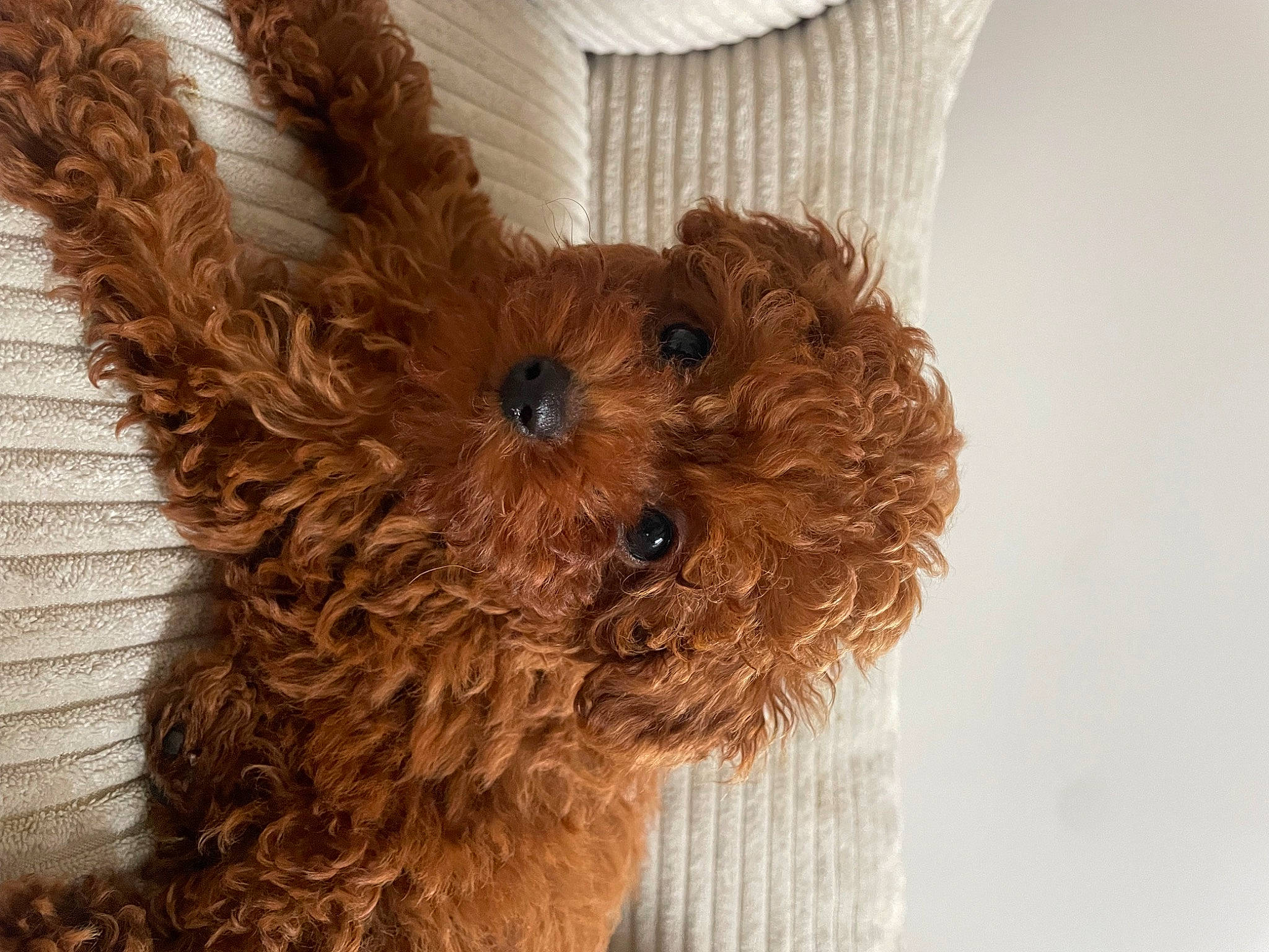Teddy a rejoint le concours — aidez-le/la à gagner de superbes lots ! canidae, carnivore, companion_dog, dog, dog_breed, dog_supply, fashion_accessory, fawn, fur, liver, pet_supply, poodle, snout, sporting_group, terrestrial_animal, toy, toy_dog, water_dog, wood, working_animal
