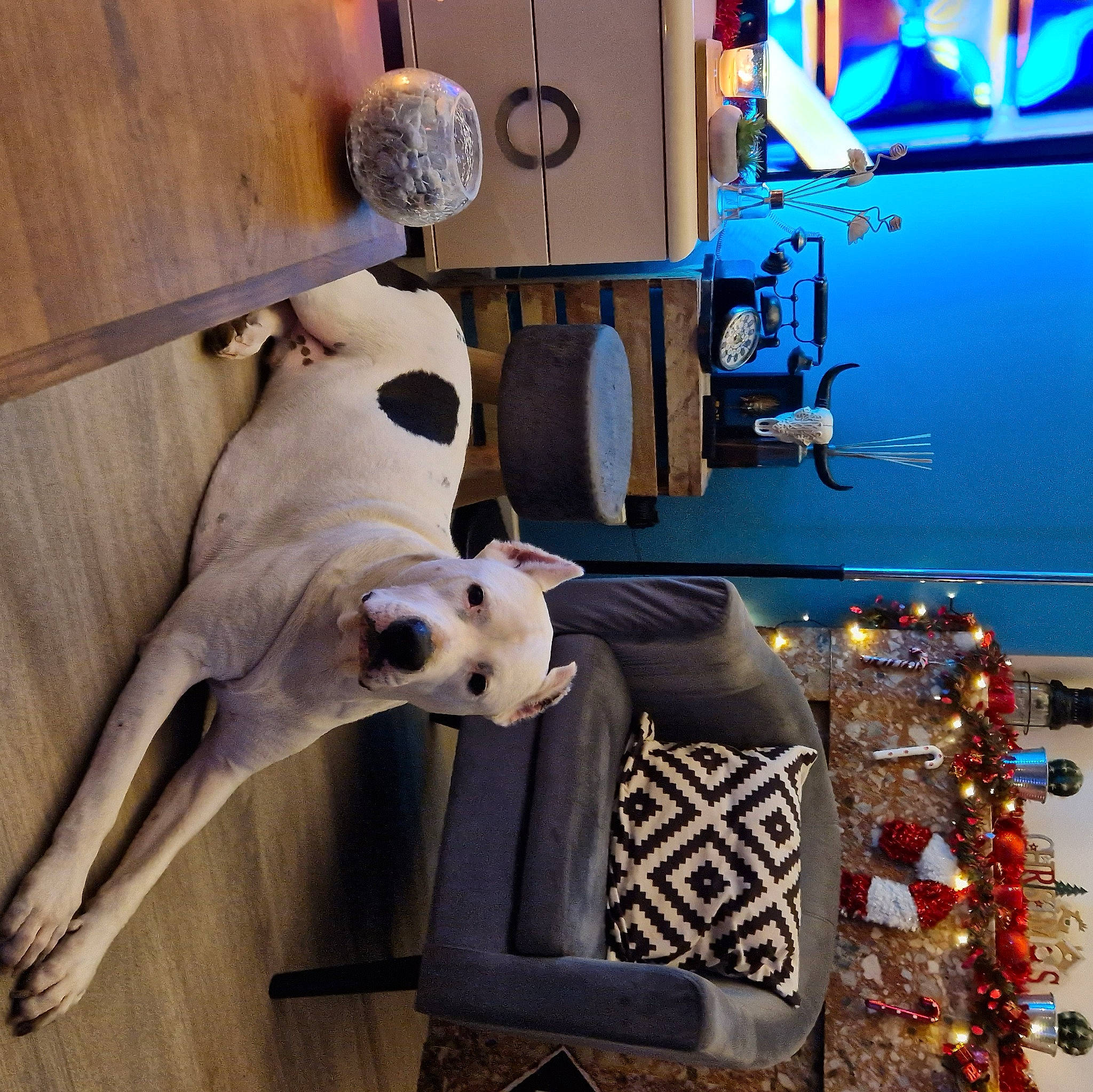 Pepito a rejoint le concours — aidez-le/la à gagner de superbes lots ! canidae, carnivore, companion_dog, dog, dog_breed, electric_blue, fawn, fur, gas, hat, machine, non_sporting_group, room, sporting_group, wood, working_animal