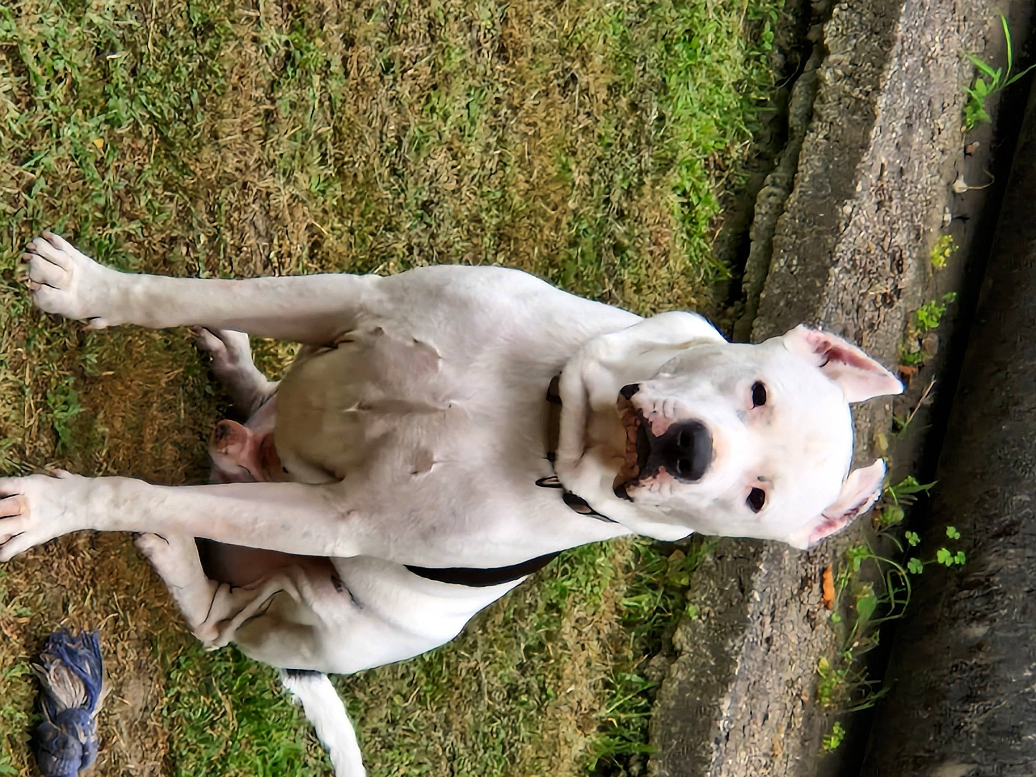 Pepito a rejoint le concours — aidez-le/la à gagner de superbes lots ! canidae, carnivore, collar, companion_dog, dobermann, dog, dog_breed, dogo_guatemalteco, fawn, grass, non_sporting_group, plant, snout, sporting_group, tail, terrestrial_animal, wood, working_animal