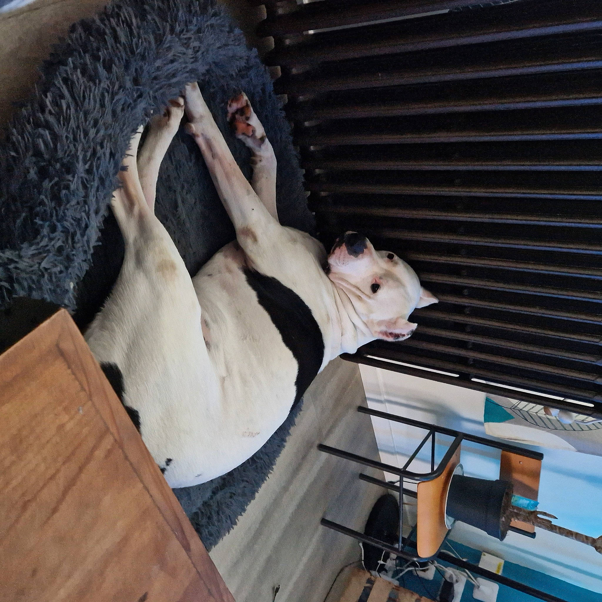 Pepito participe au concours pour gagner de l'argent avec cette photo : art, building, carnivore, comfort, companion_dog, daylighting, dog, dog_breed, fawn, fur, hardwood, livestock, metal, non_sporting_group, pet_supply, room, snout, wood, working_animal