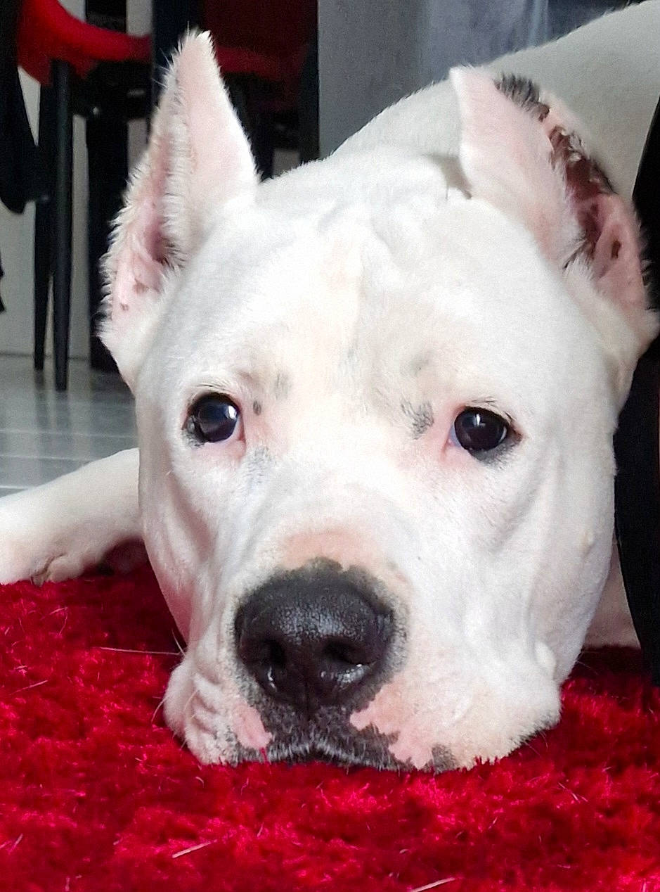 Pepito participe au concours pour gagner de l'argent avec cette photo : ancient_dog_breeds, canidae, carnivore, collar, companion_dog, dog, dog_breed, dog_collar, dogo_argentino, ear, eye, fawn, fur, no_expression, non_sporting_group, snout, sporting_group, terrier, whiskers, working_animal