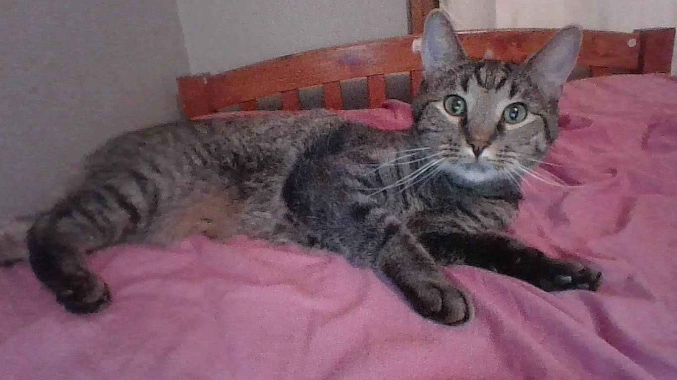 Figaro And Mickey is registered to the contest to win money with this photo: american_shorthair, asian, australian_mist, california_spangled, carnivore, cat, domestic_short_haired_cat, dragon_li, egyptian_mau, european_shorthair, felidae, german_rex, kitten, mammal, pixie_bob, small_to_medium_sized_cats, snout, tabby_cat, vertebrate, whiskers