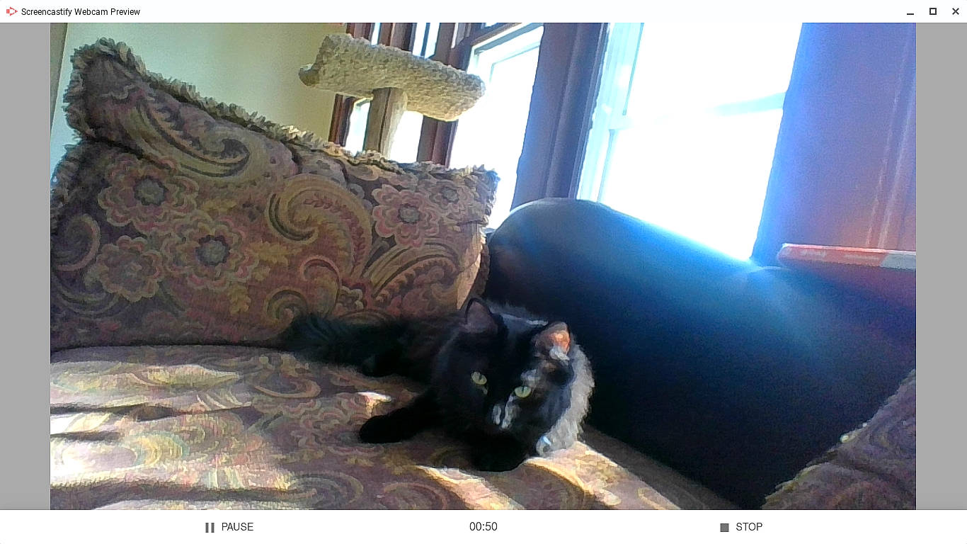 Figaro And Mickey is registered to the contest to win money with this photo: black_cat, carnivore, cat, comfort, couch, domestic_short_haired_cat, felidae, furniture, room, small_to_medium_sized_cats, whiskers