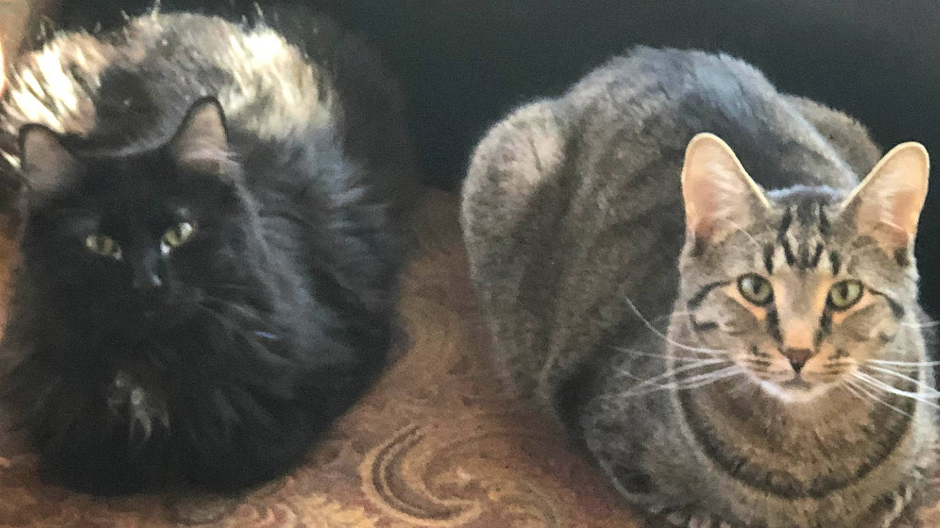 Figaro And Mickey is registered to the contest to win money with this photo: american_bobtail, american_shorthair, asian, british_semi_longhair, carnivore, cat, domestic_short_haired_cat, dragon_li, ear, european_shorthair, felidae, kitten, mammal, nebelung, norwegian_forest_cat, small_to_medium_sized_cats, snout, tabby_cat, vertebrate, whiskers