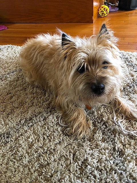Harry Walter joined the competition — help win amazing prizes! australian_silky_terrier, australian_terrier, cairn_terrier, canidae, carnivore, companion_dog, dog, dog_breed, dutch_smoushond, glen_of_imaal_terrier, mammal, morkie, norfolk_terrier, norwich_terrier, rare_breed_dog, small_terrier, sporting_lucas_terrier, terrier, vertebrate, west_highland_white_terrier