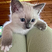 Princesse a rejoint le concours — aidez-le/la à gagner de superbes lots ! kitten, cat, blue_eyes, fur, whiskers, paw, claws, person, legs, green_clothing, indoor, wooden_ceiling, close_up, pet, animal, cute, curious, soft_texture, domestic_cat, young_cat