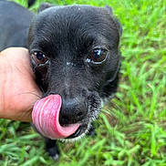 Max joined the competition — help win amazing prizes! dog, black_dog, tongue, close_up, outdoor, grass, pet, animal, cute, hand, licking, nose, fur, small_dog, canine, tongue_out, whiskers, eyes, snout, nature