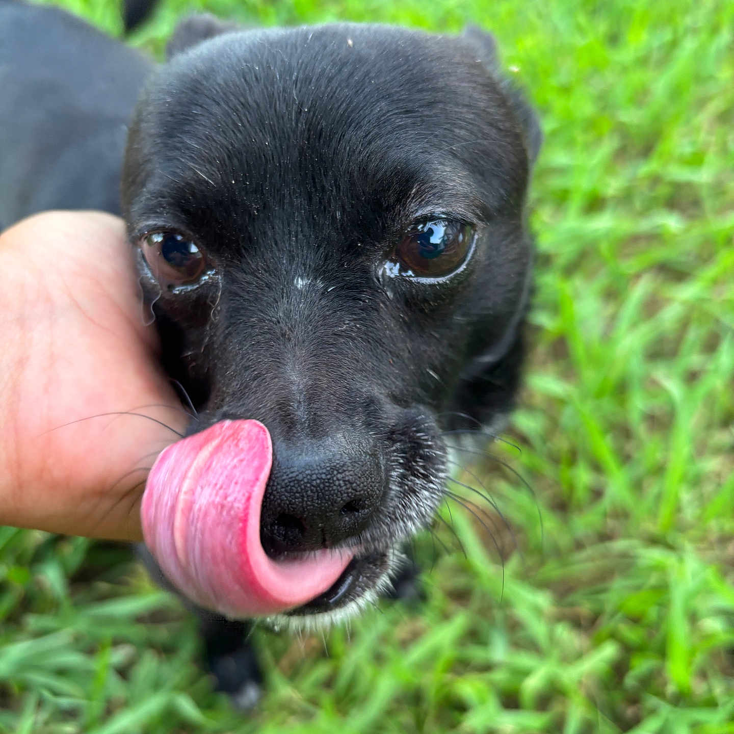 Max