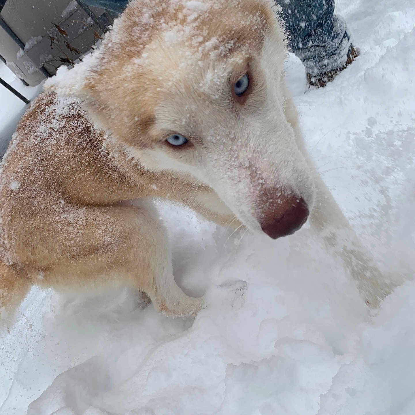 Mikka