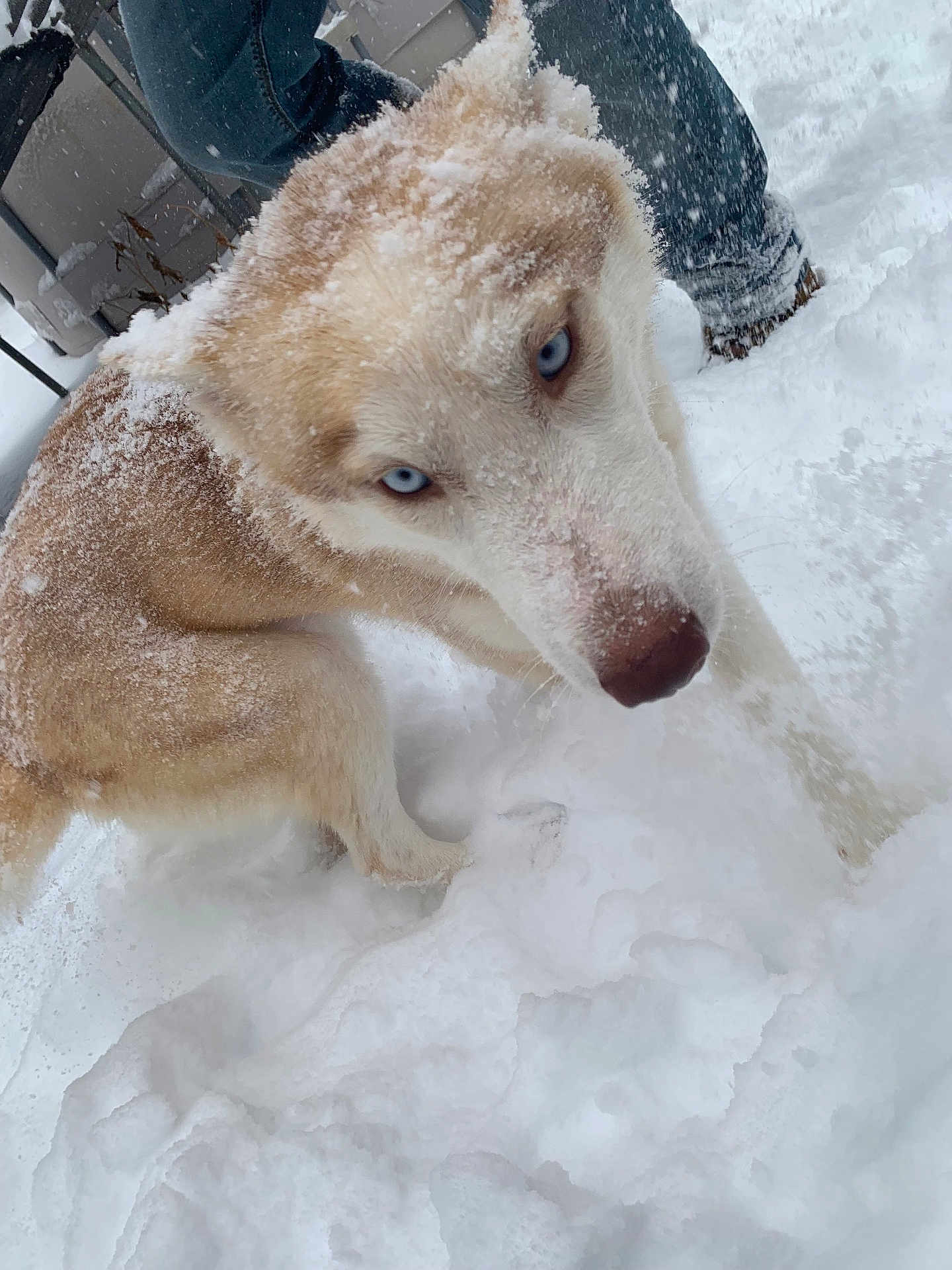 Mikka