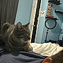 cat, tabby_cat, person, indoor, bed, blue_wall, door, shelf, ring_light, furniture, room, relaxing, pet, animal, sleeping, clothing, ear, blanket, home, companion