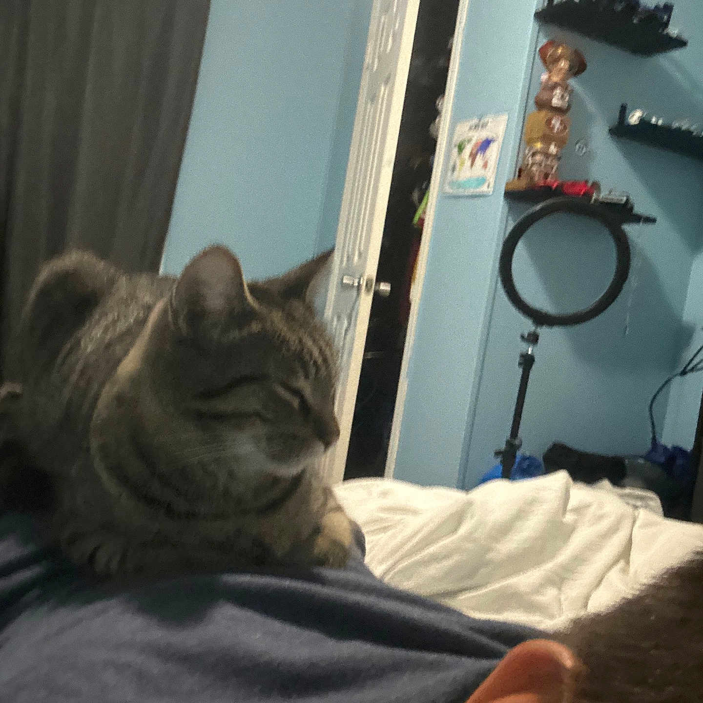 Rico Suave joined the competition — help win amazing prizes! animal, bed, blanket, blue_wall, cat, clothing, companion, door, ear, furniture, home, indoor, person, pet, relaxing, ring_light, room, shelf, sleeping, tabby_cat