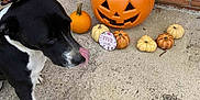 Nevaeh joined the competition — help win amazing prizes! baby, dog, pumpkin, halloween, costume, hat, brick_wall, concrete, pet, tongue, decor, seasonal, fall, orange, black, white, cute, baby_bucket, animal, smile