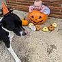 baby, dog, pumpkin, halloween, costume, hat, brick_wall, concrete, pet, tongue, decor, seasonal, fall, orange, black, white, cute, baby_bucket, animal, smile